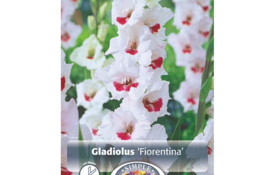 Glaïeul Fiorentina (À grandes fleurs) (Paquet de 8 bulbes) (taille : 14 cm et +)