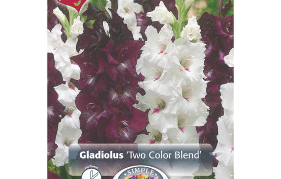 Glaïeul Two Color Blend (Mélange Perfect Partners) (Paquet de 15) (taille : 12/14 cm)
