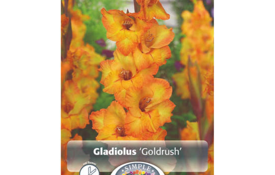 Glaïeul Goldrush (À grandes fleurs) (Paquet de 10 bulbes)