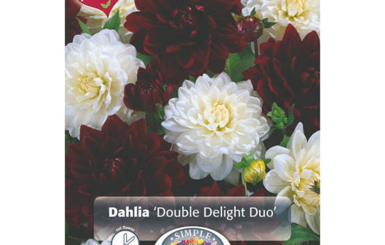 Dahlia Double Delight Duo (Mélange Perfect Partners) (Paquet de 2 bulbes)