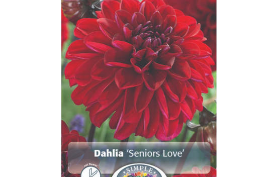 Dahlia Seniors Love (Décoratif) (1 bulbe)